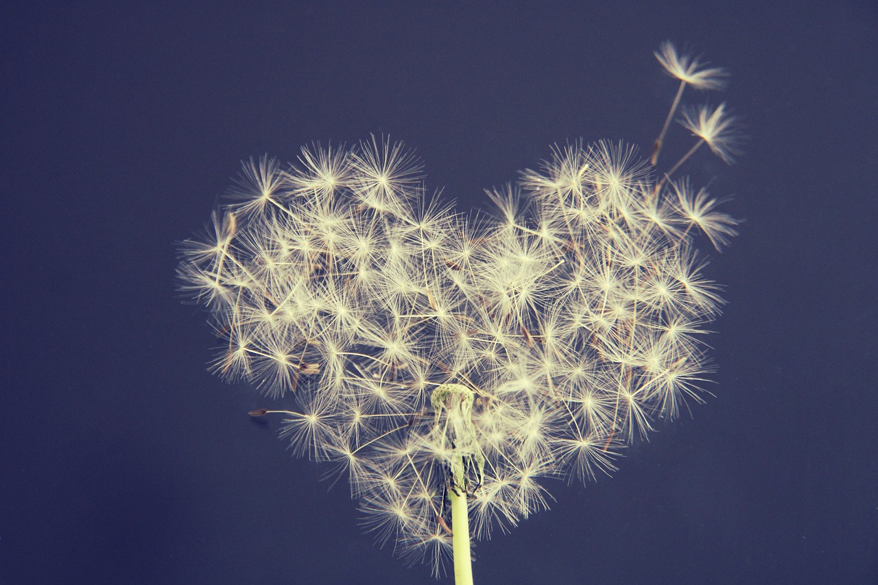 dandelion, heart, wish you-5063527.jpg